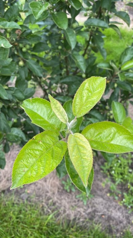 Malus ‘Golden Hornet’