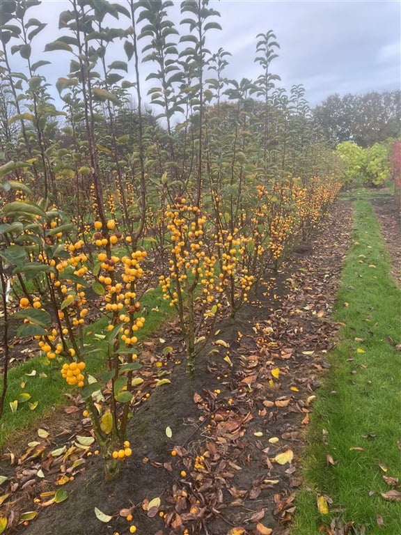 Malus ‘Golden Hornet’