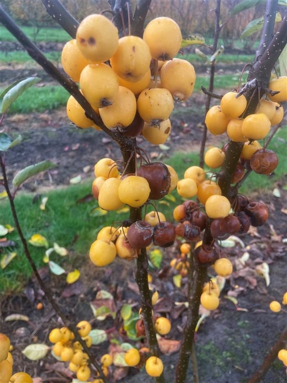 Malus ‘Golden Hornet’