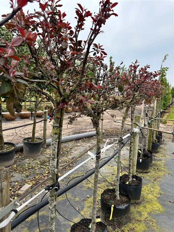 Malus ‘Neville Copeman’