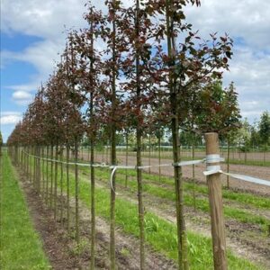 Malus ‘Rudolph’