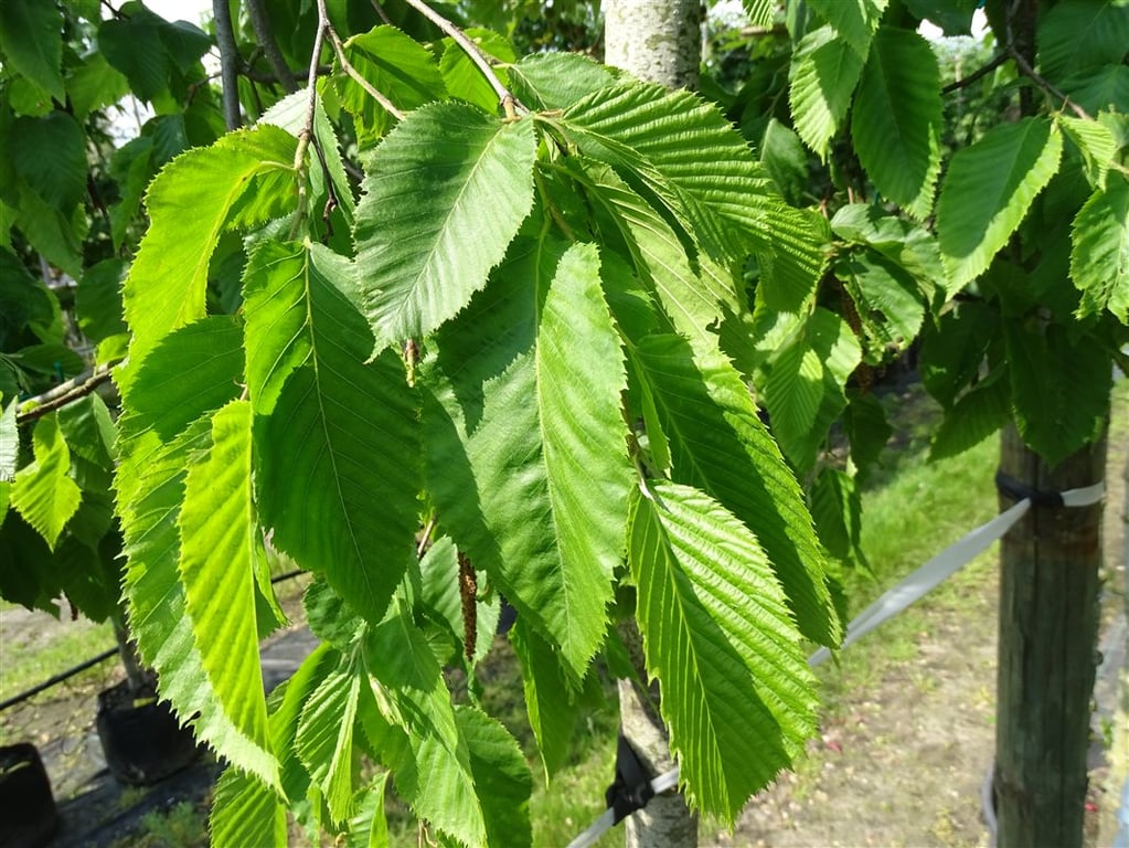 Ostrya carpinifolia