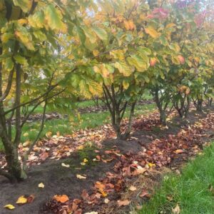 Parrotia persica