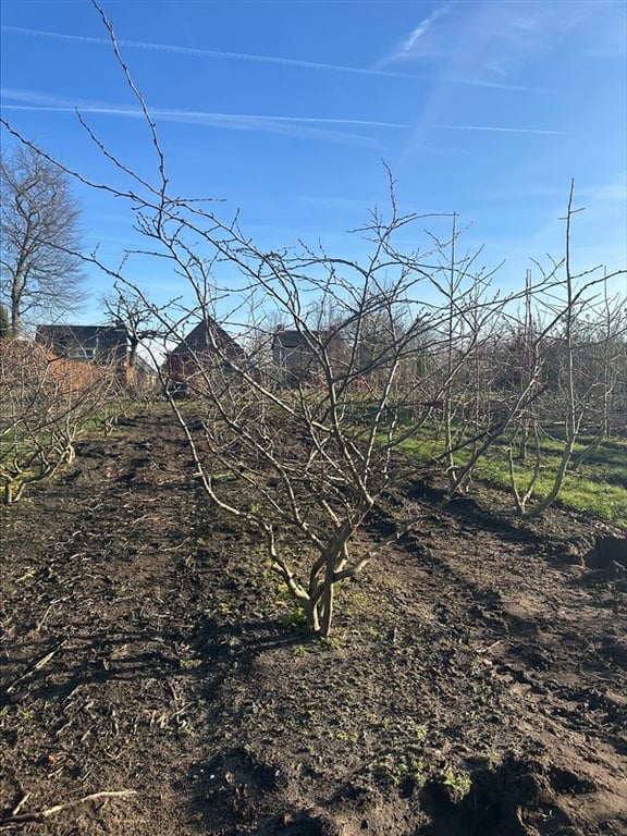 Parrotia persica