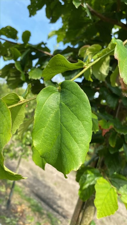 Parrotia persica ‘Fastigiata’