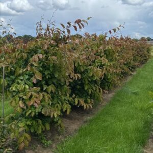 Parrotia persica ‘Vanessa’