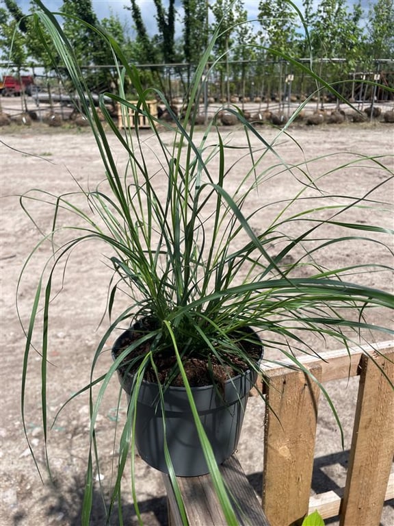 Pennisetum al. ‘Hameln’