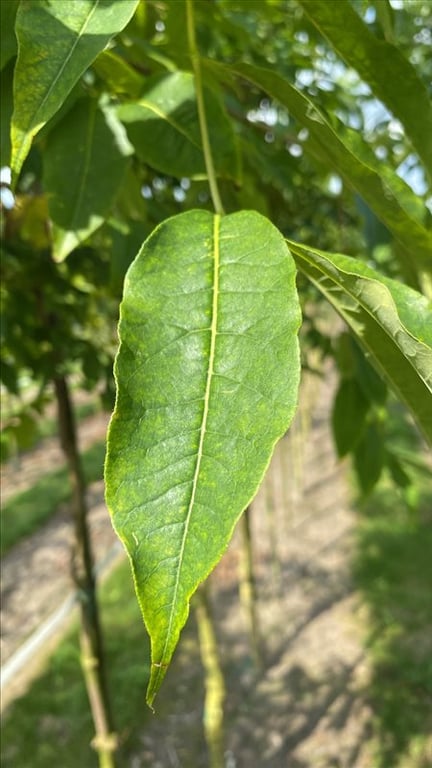 Phellodendron amurense