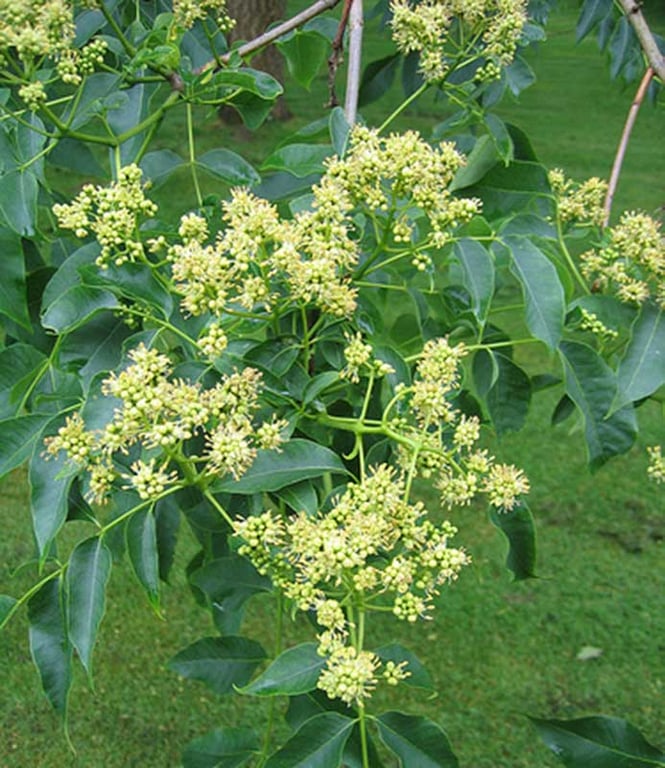 Phellodendron amurense