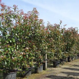 Photinia fraseri ‘Red Robin’