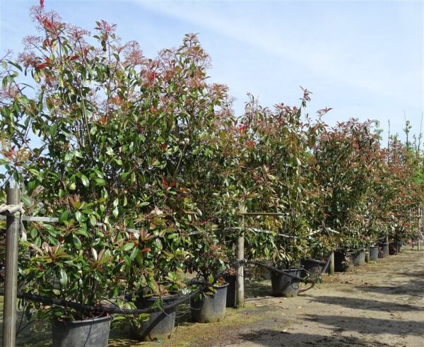 Photinia fraseri ‘Red Robin’