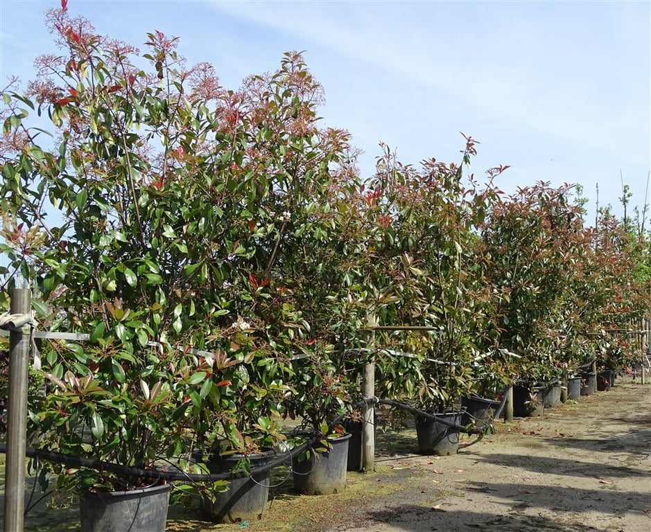 Photinia fraseri ‘Red Robin’