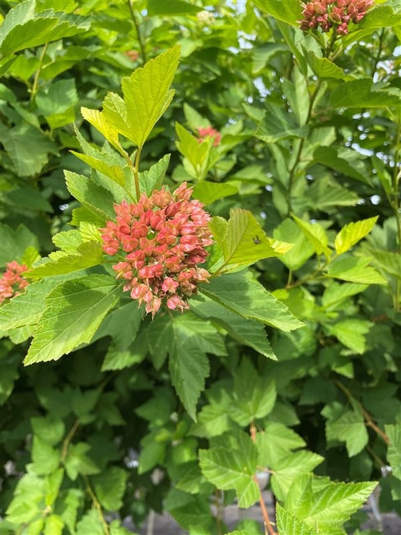 Physocarpus opulif. ‘Luteus’