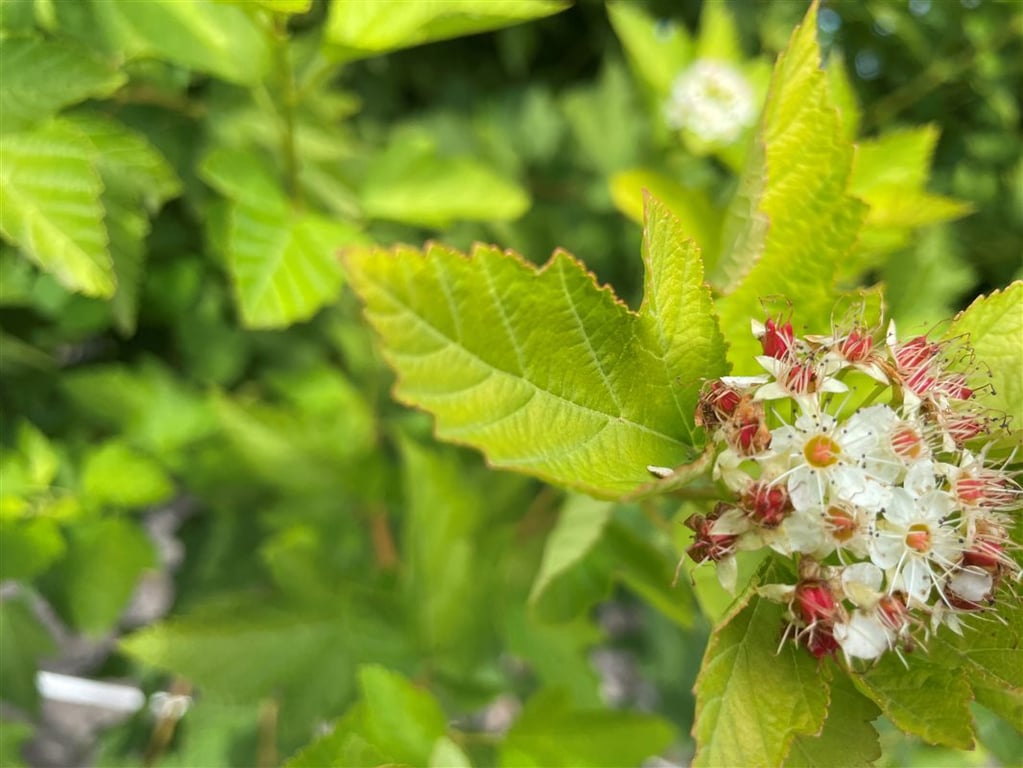 Physocarpus opulif. ‘Luteus’