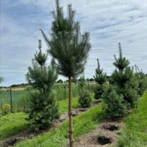 Pinus sylvestris