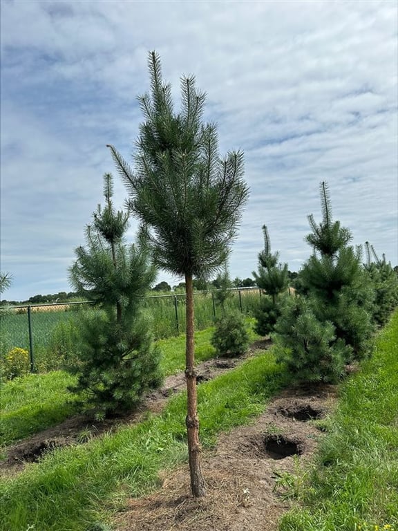 Pinus sylvestris