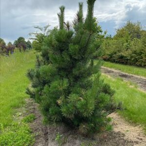 Pinus Uncinata