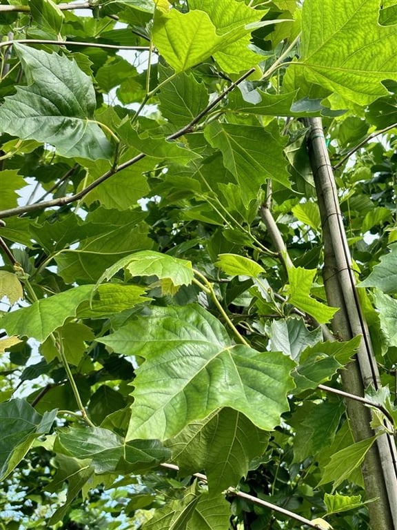 Platanus acerifolia