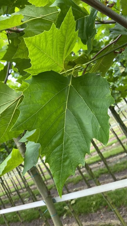 Platanus hispanica