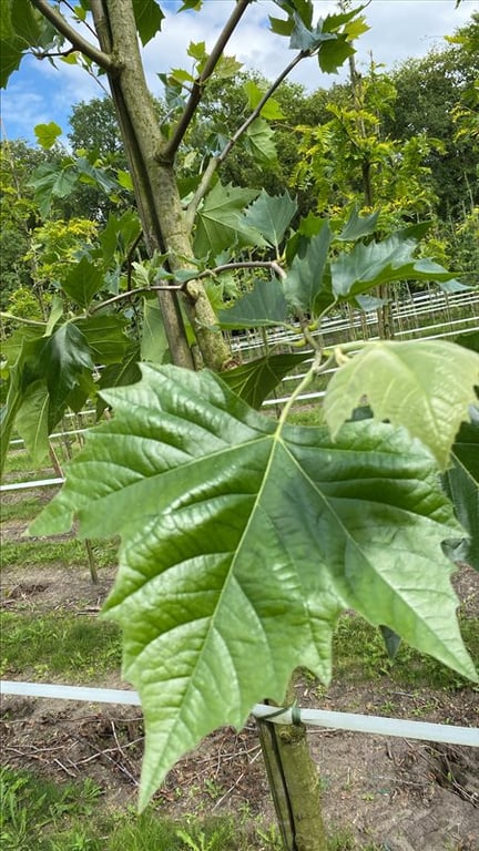 Platanus hispanica