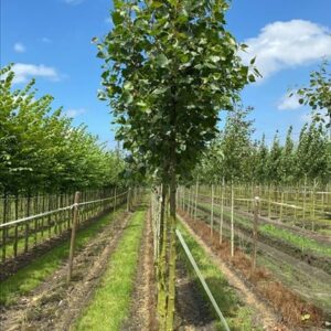 Populus can. ‘Robusta’