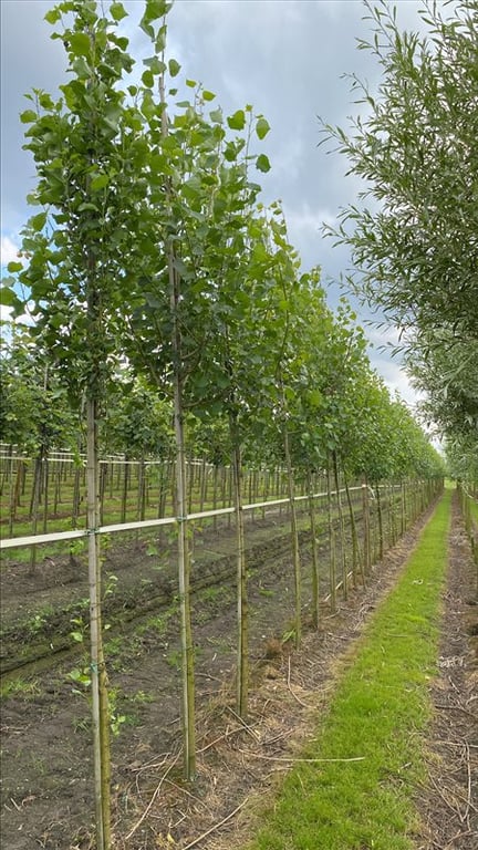 Populus nigra