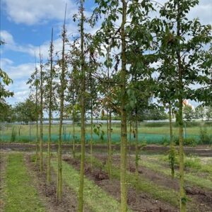 Prunus ‘Kiku-shidare-zakura’