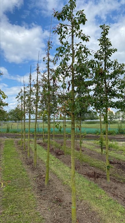 Prunus ‘Kiku-shidare-zakura’