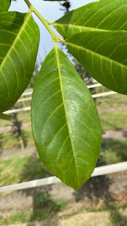 Prunus l. ‘Caucasica’