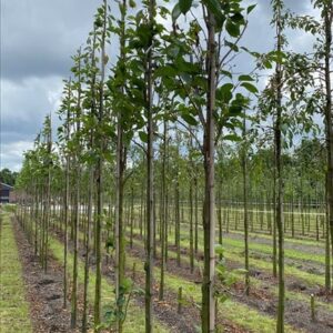 Prunus ser. ‘Amanogawa’