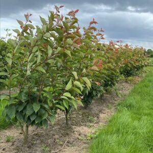 Prunus ser. ‘Kanzan’