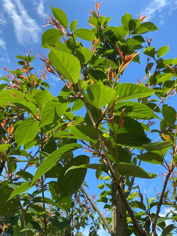 Prunus ser. ‘Kanzan’