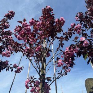 Prunus serr. ‘Royal Burgundy’