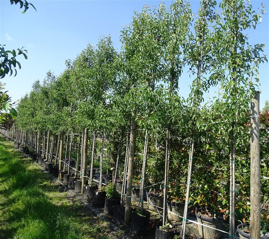 Pyrus c. ‘Bonne Louise d’Avranches’