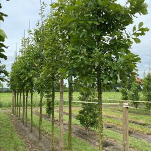 Quercus bicolor