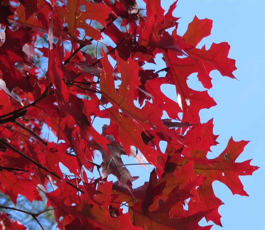 Quercus coccinea