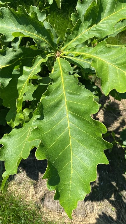 Quercus dentata