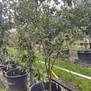 Quercus ilex