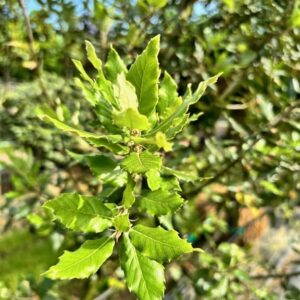 Quercus ilex