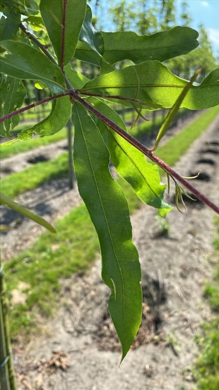 Quercus phellos