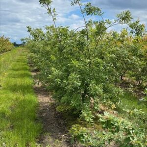 Quercus pubescens