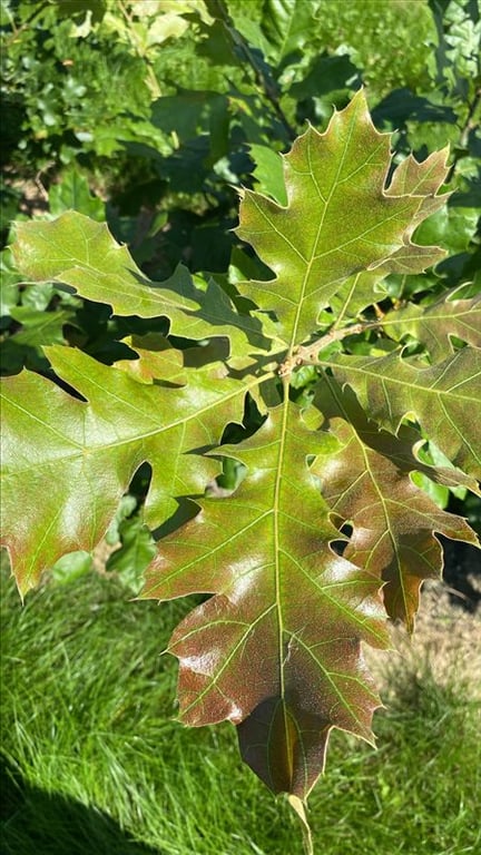 Quercus stellata