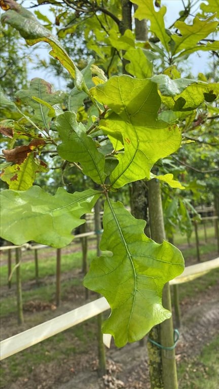 Quercus stellata