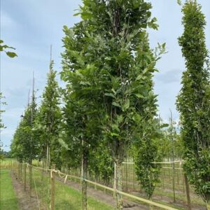 Quercus warei ‘Nadler’