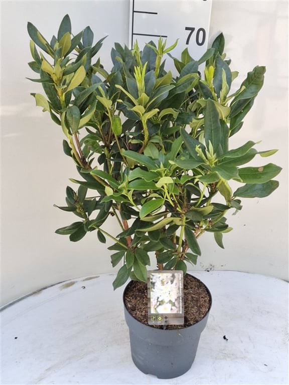 Rhododendron ‘Cunningham’s White’