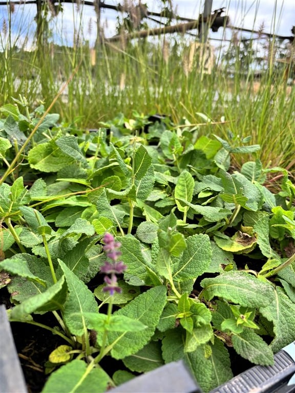 Salvia nem. ‘Mainacht’