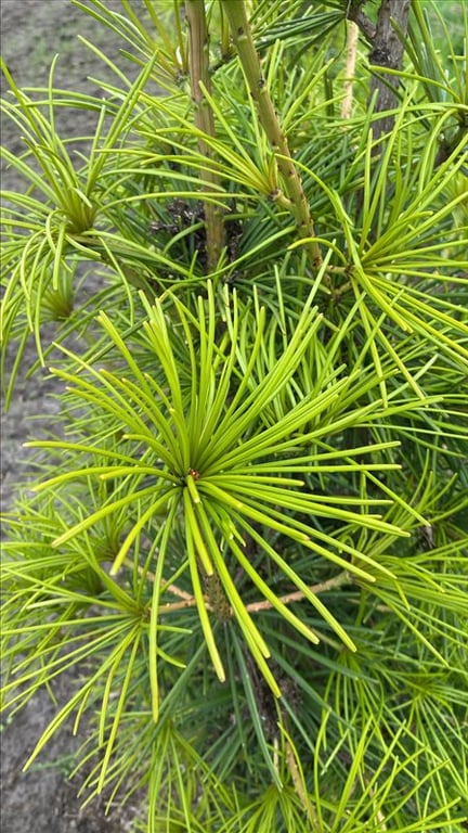 Sciadopitys verticillata