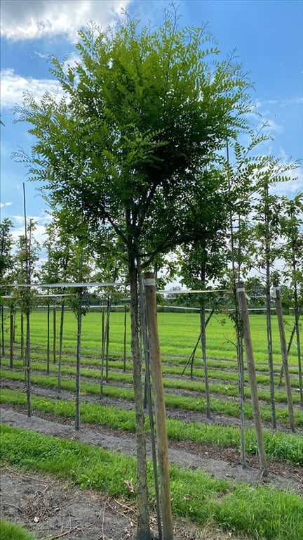 Sophora japonicum