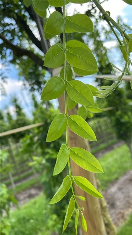 Sophora japonicum