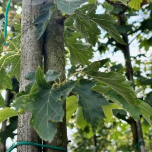 Sorbus torminalis (Elsbes)